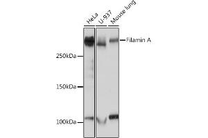 Western blot analysis of extracts of various cell lines, using Filamin A Rabbit mAb (ABIN1682545, ABIN3018024, ABIN3018025 and ABIN7101570) at 1:1000 dilution. (Filamin A Antikörper)