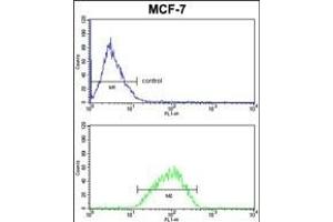 DERL2 Antibody (C-term) (ABIN652652 and ABIN2842438) FC analysis of MCF-7 cells (bottom histogram) compared to a negative control cell (top histogram). (Der1-Like Domain Family, Member 2 (DERL2) (AA 191-218), (C-Term) Antikörper)