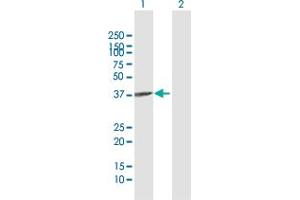 Western Blot analysis of APOL2 expression in transfected 293T cell line by APOL2 MaxPab polyclonal antibody. (Apolipoprotein L 2 Antikörper  (AA 1-337))