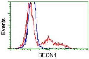 Image no. 2 for anti-Beclin 1, Autophagy Related (BECN1) antibody (ABIN1496870) (Beclin 1 Antikörper)