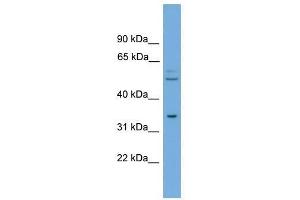 TOMM34 antibody used at 0. (TOMM34 Antikörper  (N-Term))