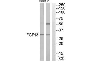 Western blot analysis of extracts from Jurkat cells and HepG2 cells, using FGF13 antibody. (FGF13 Antikörper  (Internal Region))