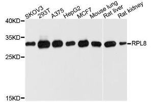 Western blot analysis of extracts of various cell lines, using RPL8 antibody. (RPL8 Antikörper  (AA 1-257))