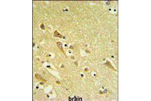 PAAF1 Antibody IHC analysis in formalin fixed and paraffin embedded human brain tissue followed by peroxidase conjugation of the secondary antibody and DAB staining. (PAAF1 Antikörper  (N-Term))