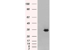 Western Blotting (WB) image for anti-Mortality Factor 4 Like 2 (MORF4L2) antibody (ABIN5871243) (MORF4L2 Antikörper)