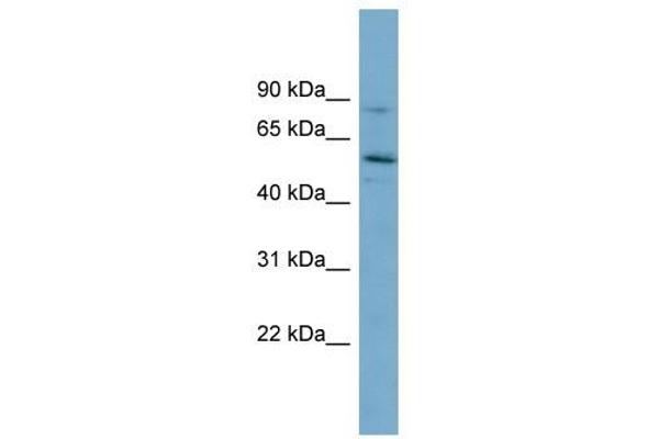 Syntrophin gamma 1 Antikörper  (Middle Region)