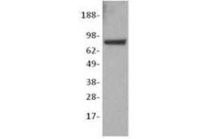Image no. 1 for anti-Catenin (Cadherin-Associated Protein), beta 1, 88kDa (CTNNB1) antibody (ABIN475344) (CTNNB1 Antikörper)