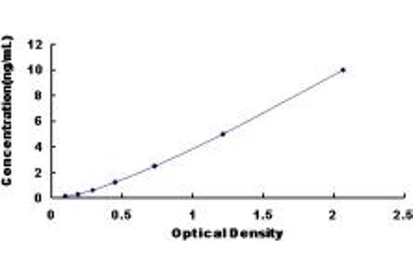 DBN1 ELISA Kit