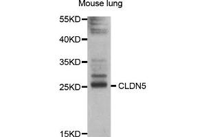 Western blot analysis of extracts of mouse lung cell line, using CLDN5 antibody. (Claudin 5 Antikörper)