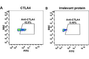 cell line transfected with irrelevant protein (B)  and human C (A)  were surface stained with anti-C neutralizing antibody 1 μg/mL (ipilimumab) followed by Alexa 488-conjugated anti-human IgG secondary antibody. (Rekombinanter CTLA-4 (Ipilimumab Biosimilar) Antikörper)