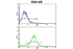 Flow Cytometry (FACS) image for anti-Chloride Channel, Nucleotide-Sensitive, 1A (CLNS1A) antibody (ABIN3002661) (CLNS1A Antikörper)