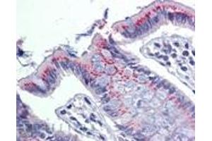 Immunohistochemistry analysis of human colon tissue stained with ERp57, pAb at 10 μg/mL. (PDIA3 Antikörper)