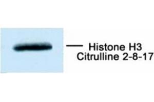 Western Blotting (WB) image for anti-Histone 3 (H3) (ciArg2) antibody (ABIN1107556) (Histone 3 Antikörper  (ciArg2))