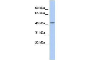 WB Suggested Anti-PTGER3 Antibody Titration:  0. (PTGER3 Antikörper  (Middle Region))