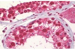 Anti-CCNA1 antibody IHC staining of human testis. (Cyclin A1 Antikörper  (AA 411-460))