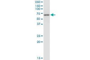 Western Blotting (WB) image for anti-Chaperonin Containing TCP1, Subunit 7 (Eta) (CCT7) (AA 425-528) antibody (ABIN564614)