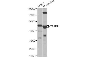 Western blot analysis of extracts of various cell lines, using TRAF4 antibody. (TRAF4 Antikörper)