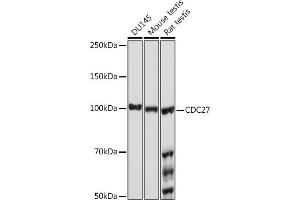 Western blot analysis of extracts of various cell lines, using CDC27 Rabbit mAb (ABIN1682927, ABIN3017715, ABIN3017716 and ABIN7101522) at 1:1000 dilution. (CDC27 Antikörper)