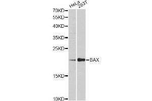 Western blot analysis of extracts of various cell lines, using BAX antibody (ABIN5997286) at 1:3000 dilution. (BAX Antikörper)
