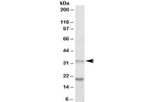 Western blot testing of human tonsil lysate with ALP antibody at 0. (PLAP Antikörper)
