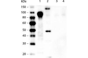 Western Blotting (WB) image for anti-His Tag antibody (DyLight 549) (ABIN6720714)