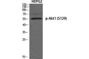 Western Blot (WB) analysis of specific cells using Phospho-Akt1 (S129) Polyclonal Antibody. (AKT1 Antikörper  (pSer129))