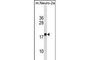 LDOC1L Antibody (C-term) (ABIN1536754 and ABIN2850058) western blot analysis in mouse Neuro-2a cell line lysates (35 μg/lane). (LDOC1L Antikörper  (C-Term))