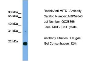 WB Suggested Anti-MITD1  Antibody Titration: 0. (MITD1 Antikörper  (Middle Region))