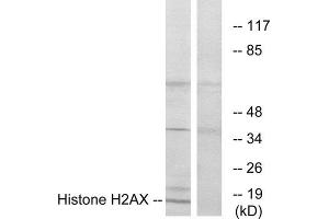 Western Blotting (WB) image for anti-H2A Histone Family, Member X (H2AFX) (C-Term) antibody (ABIN1849185) (H2AFX Antikörper  (C-Term))