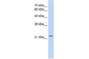 WB Suggested Anti-OVOL1 Antibody Titration:  2. (OVOL1 Antikörper  (C-Term))