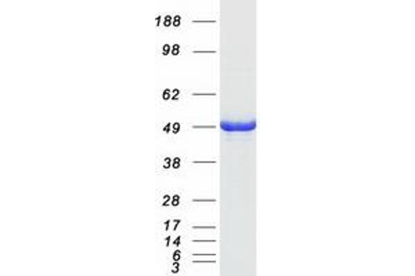 ADSS Protein (Myc-DYKDDDDK Tag)