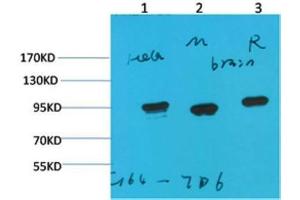 Western Blot (WB) analysis of 1)HeLa, 2)Mouse Brain Tissue, 3) Rat Brain Tissue with HSP90 a Mouse Monoclonal Antibody diluted at 1:2000. (HSP90AA2 Antikörper)