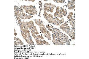 Human Muscle (CLCC1 Antikörper  (N-Term))