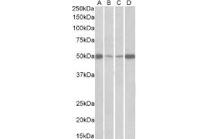 ABIN2562359 (0. (EEF1A2 Antikörper  (Internal Region))