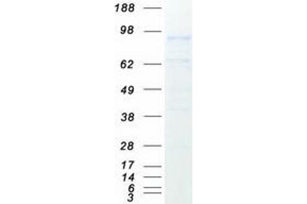 Integrin beta 3 Protein (ITGB3) (Myc-DYKDDDDK Tag)