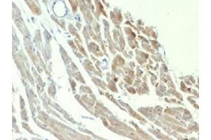 Immunohistochemistry (IHC) image for anti-Enolase 2 (Gamma, Neuronal) (ENO2) (AA 416-433) antibody (ABIN4949836)