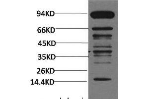 Western Blot analysis of Hela cells with Pan Methylated Lysine Monoclonal Antibody(Mix). (Methylated Lysine Antikörper)