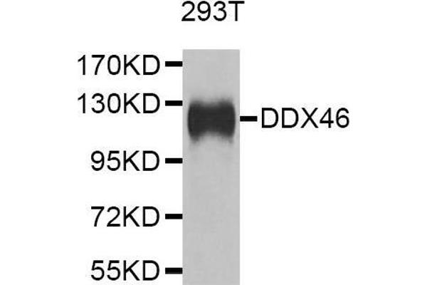 DDX46 Antikörper  (AA 682-1031)