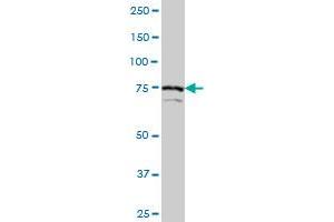 Western Blotting (WB) image for anti-SCY1-Like 1 (SCYL1) (AA 373-472) antibody (ABIN528172)