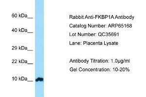 Western Blotting (WB) image for anti-FK506 Binding Protein 1A, 12kDa (FKBP1A) (N-Term) antibody (ABIN970705) (FKBP1A Antikörper  (N-Term))