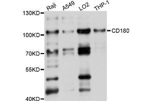 Western blot analysis of extracts of various cell lines, using CD180 antibody (ABIN5997388) at 1/1000 dilution. (CD180 Antikörper)