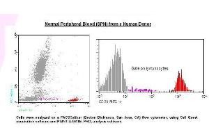 Image no. 1 for anti-Membrane-Spanning 4-Domains, Subfamily A, Member 1 (MS4A1) antibody (FITC) (ABIN1112086) (CD20 Antikörper  (FITC))