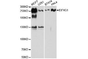 Western blot analysis of extracts of various cell lines, using EIF4G antibody. (EIF4G1 Antikörper)