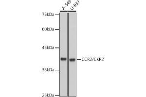 Western blot analysis of extracts of various cell lines, using CCR2/CKR2 antibody (ABIN7266304) at 1:1000 dilution. (CCR2 Antikörper)