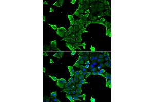 Immunofluorescence analysis of  cells using NCS1 antibody . (NCS1 Antikörper  (AA 1-190))