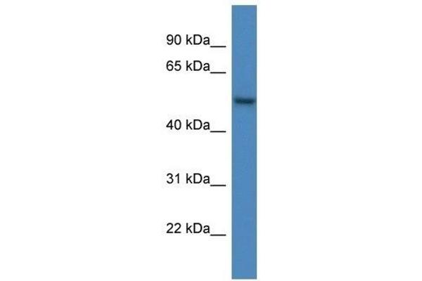 ARHGAP19 Antikörper  (C-Term)