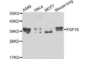 Western blot analysis of extracts of various cell lines, using FGF10 antibody (ABIN5970543) at 1/1000 dilution. (FGF10 Antikörper)