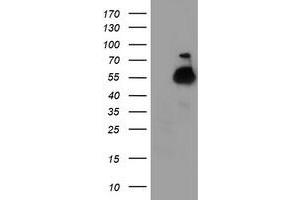 Western Blotting (WB) image for anti-Tubulin, alpha-Like 3 (TUBAL3) (AA 150-446) antibody (ABIN1490952) (TUBAL3 Antikörper  (AA 150-446))