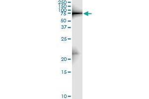 Western Blotting (WB) image for anti-Zyxin (ZYX) (AA 1-572) antibody (ABIN563471)