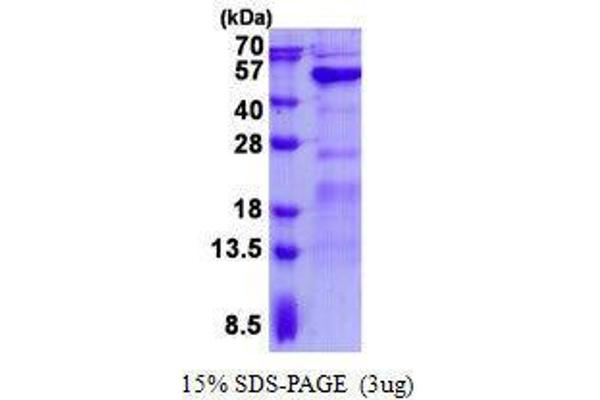 GALT Protein